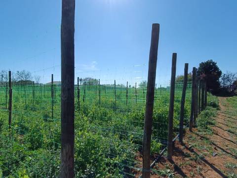 QUINTA RURAL T4 COM FURO - NORA - PRÓXIMO DA PRAIA EM CABANAS DE TAVIRA - ALGARVE