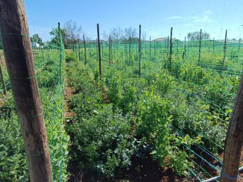 QUINTA RURAL T4 COM FURO - NORA - PRÓXIMO DA PRAIA EM CABANAS DE TAVIRA - ALGARVE