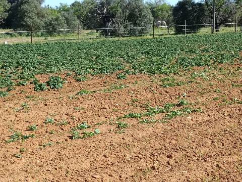 QUINTA RURAL T4 COM FURO - NORA - PRÓXIMO DA PRAIA EM CABANAS DE TAVIRA - ALGARVE