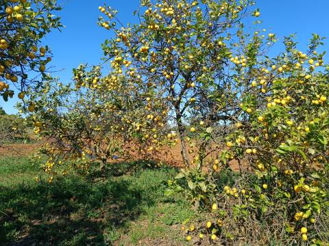 QUINTA RURAL T4 COM FURO - NORA - PRÓXIMO DA PRAIA EM CABANAS DE TAVIRA - ALGARVE