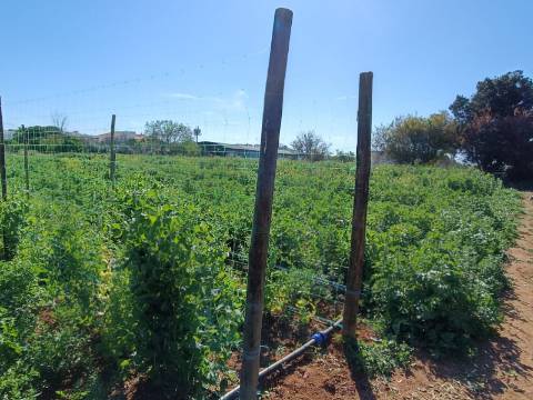 QUINTA RURAL T4 COM FURO - NORA - PRÓXIMO DA PRAIA EM CABANAS DE TAVIRA - ALGARVE