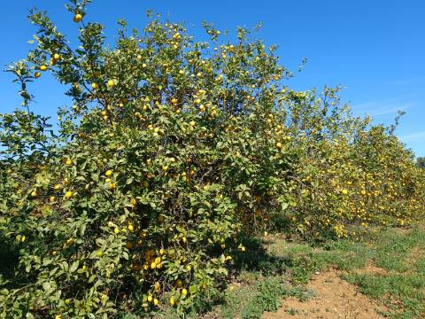 QUINTA RURAL T4 COM FURO - NORA - PRÓXIMO DA PRAIA EM CABANAS DE TAVIRA - ALGARVE