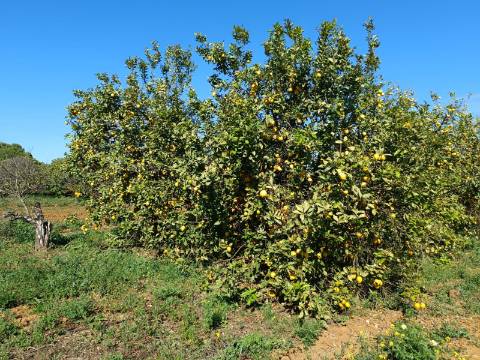 QUINTA RURAL T4 COM FURO - NORA - PRÓXIMO DA PRAIA EM CABANAS DE TAVIRA - ALGARVE