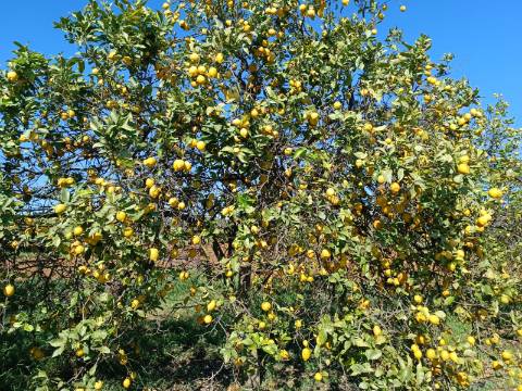 QUINTA RURAL T4 COM FURO - NORA - PRÓXIMO DA PRAIA EM CABANAS DE TAVIRA - ALGARVE