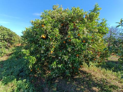 QUINTA RURAL T4 COM FURO - NORA - PRÓXIMO DA PRAIA EM CABANAS DE TAVIRA - ALGARVE
