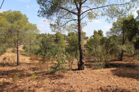 TERRENO COM 113.000 M2 - COM ÁGUA - ELETRICIDADE - ESTUFAS - PARA CONSTRUÇÃO - HABITAÇÃO E TURISMO - EM ODELEITE - CASTRO MARIM - ALGARVE