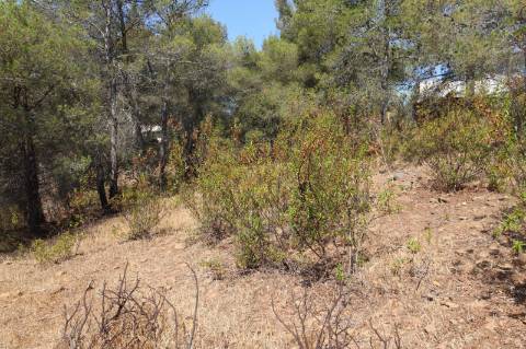 TERRENO COM 113.000 M2 - COM ÁGUA - ELETRICIDADE - ESTUFAS - PARA CONSTRUÇÃO - HABITAÇÃO E TURISMO - EM ODELEITE - CASTRO MARIM - ALGARVE