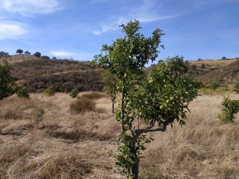 TERRENO MISTO COM 1.200 M2 ÁREA URBANA E 12.7 HECTARES DE TERRENO COM LAGO PRIVADO EM BOTELHAS - CASTRO MARIM