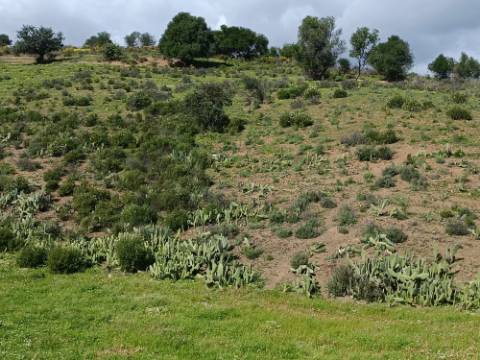 QUINTA - COM 36.720 M2 - MONTE ALGARVIO PRÓXIMO DA JUNQUEIRA - TURISMO RURAL - CASTRO MARIM - ALGARVE