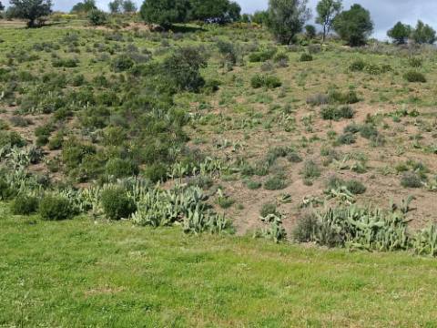 QUINTA - COM 36.720 M2 - MONTE ALGARVIO PRÓXIMO DA JUNQUEIRA - TURISMO RURAL - CASTRO MARIM - ALGARVE