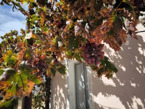 MORADIA T3 COM 320 M2 DE TERRENO E COM ANEXO - POÇO E FURO - CORTE NOVA - CASTRO MARIM - ALGARVE