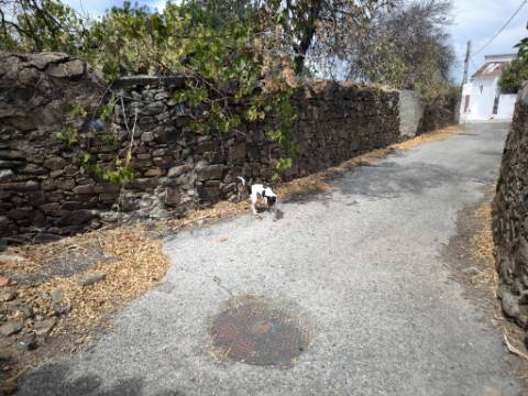 MORADIA T3 COM 320 M2 DE TERRENO E COM ANEXO - POÇO E FURO - CORTE NOVA - CASTRO MARIM - ALGARVE