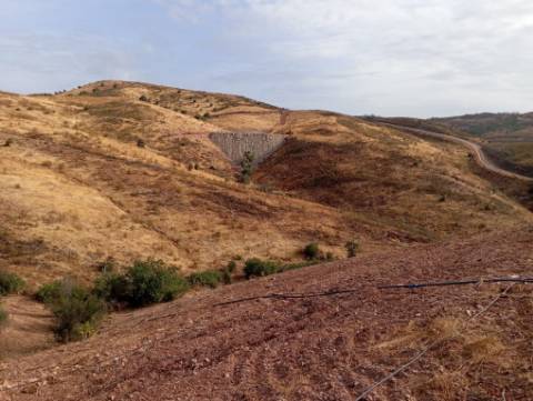Terreno Rustico com plantação de alfarrobeiras