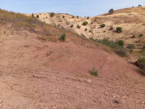 Terreno Rustico com plantação de alfarrobeiras