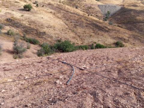 Terreno Rustico com plantação de alfarrobeiras