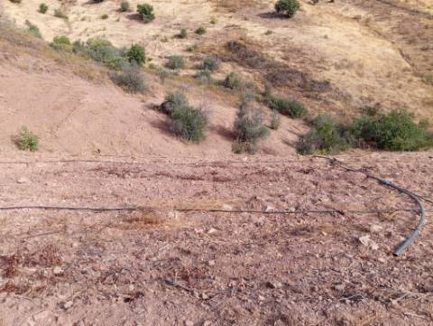 Terreno Rustico com plantação de alfarrobeiras