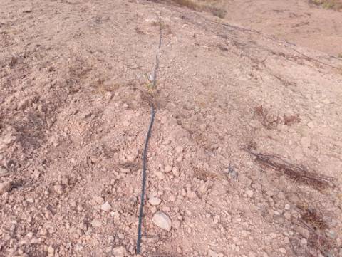 Terreno Rustico com plantação de alfarrobeiras