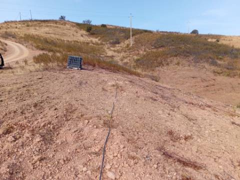 Terreno Rustico com plantação de alfarrobeiras