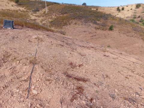 Terreno Rustico com plantação de alfarrobeiras