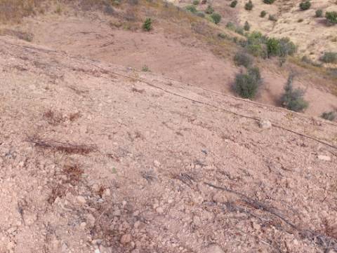 Terreno Rustico com plantação de alfarrobeiras