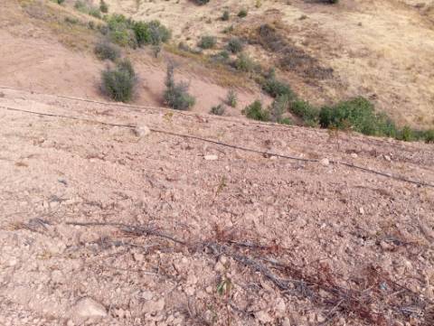 Terreno Rustico com plantação de alfarrobeiras