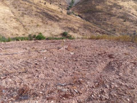 Terreno Rustico com plantação de alfarrobeiras