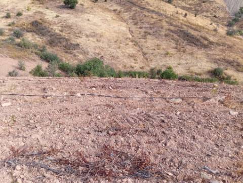 Terreno Rustico com plantação de alfarrobeiras