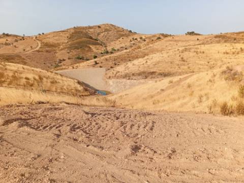 Terreno Rustico com plantação de alfarrobeiras