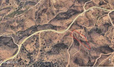 Terreno Rustico com plantação de alfarrobeiras