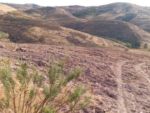 Terreno Rustico com água na serra da Conceição de Tavira