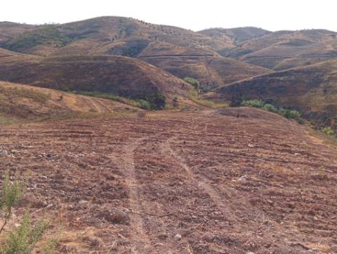 Terreno Rustico com água na serra da Conceição de Tavira