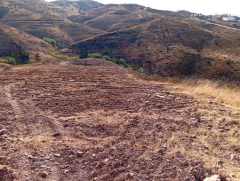 Terreno Rustico com água na serra da Conceição de Tavira