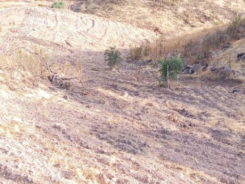 Terreno Rustico com água na serra da Conceição de Tavira