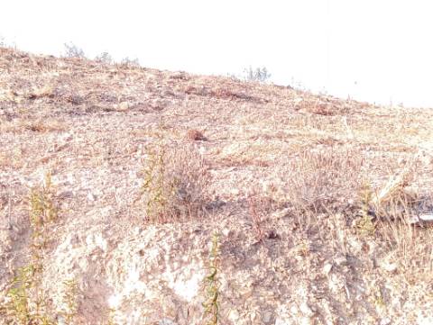 Terreno Rustico com água na serra da Conceição de Tavira