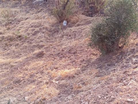Terreno Rustico com água na serra da Conceição de Tavira