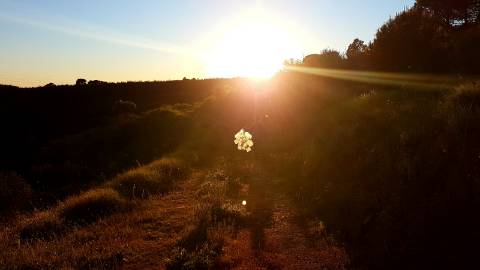 TERRENO MISTO COM 71.000 M2 - COM RUINA - POÇO - LAGO - VISTA MAR - POSSIBILIDADE DE CONSTRUÇÃO - HABITAÇÃO E/OU TURISMO - CHAMPANA - TAVIRA - ALGARVE