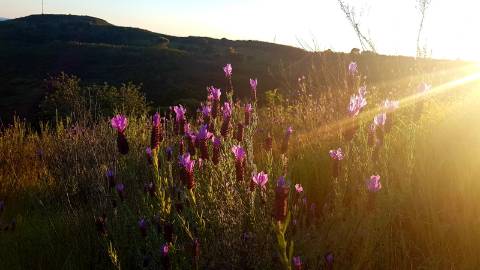 TERRENO MISTO COM 71.000 M2 - COM RUINA - POÇO - LAGO - VISTA MAR - POSSIBILIDADE DE CONSTRUÇÃO - HABITAÇÃO E/OU TURISMO - CHAMPANA - TAVIRA - ALGARVE