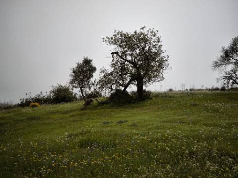 TERRENO COM 7.040 M2 - URBANO DE 320 M2 - PARA RECONSTRUIR - CAMPEIROS - CASTRO MARIM - ALGARVE
