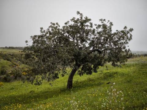 TERRENO COM 7.040 M2 - URBANO DE 320 M2 - PARA RECONSTRUIR - CAMPEIROS - CASTRO MARIM - ALGARVE