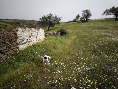 TERRENO COM 7.040 M2 - URBANO DE 320 M2 - PARA RECONSTRUIR - CAMPEIROS - CASTRO MARIM - ALGARVE
