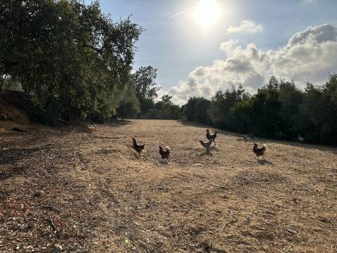 Magnifica moradia de campo T7 inserida num lote de terreno de 12000 m2.