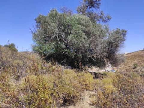 TERRENO COM 100.060 M2 - POSSIBILIDADE DE CONSTRUÇÃO - HABITAÇÃO E/OU TURISMO - JUNTO A BARRAGEM DA CAROUCHA - BOTELHAS - CASTRO MARIM - ALGARVE