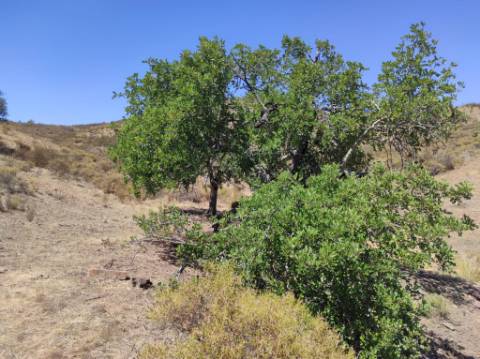 TERRENO COM 100.060 M2 - POSSIBILIDADE DE CONSTRUÇÃO - HABITAÇÃO E/OU TURISMO - JUNTO A BARRAGEM DA CAROUCHA - BOTELHAS - CASTRO MARIM - ALGARVE