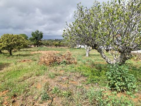 Terreno vedado com furo de água e árvores de frutos