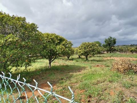 Terreno vedado com furo de água e árvores de frutos