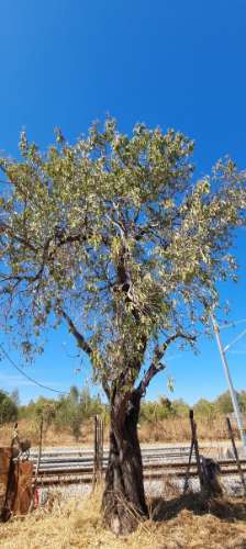 Terreno vedado com furo de água e árvores de frutos