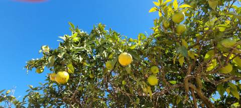 Terreno vedado com furo de água e árvores de frutos