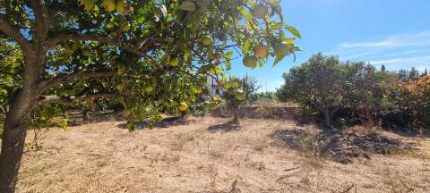 Terreno vedado com furo de água e árvores de frutos