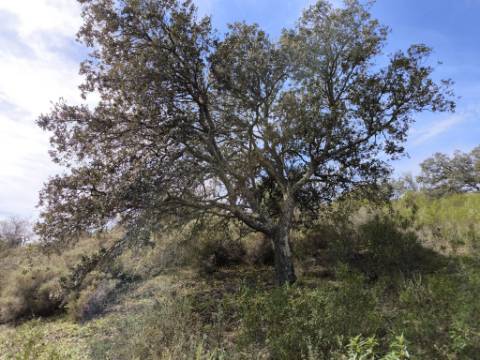 TERRENO RUSTICO COM 2.155 M2 - JUNQUEIRA - BELICHE - CASTRO MARIM - ALGARVE