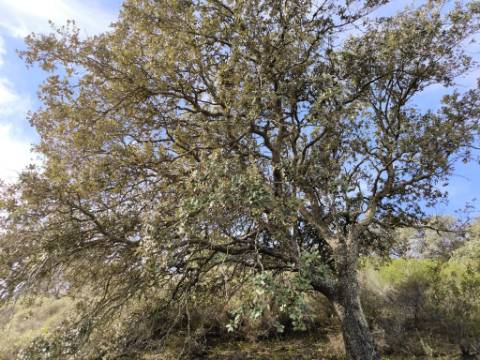 TERRENO RUSTICO COM 2.155 M2 - JUNQUEIRA - BELICHE - CASTRO MARIM - ALGARVE